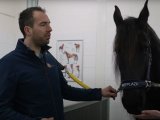 Tips bij de aanschaf van een paard
