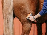 Alles over het effectief verzorgen van paarden