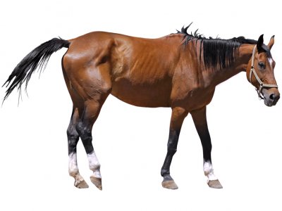 Artrose bij paarden: still a happy athlete?