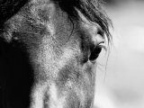 De Evolutie van de Paardensport door de Jaren Heen