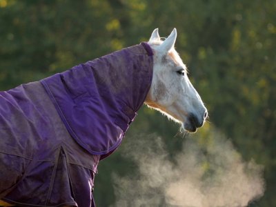 Voorgevoel touw multifunctioneel Welke deken moet mijn paard dragen?