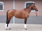 Lichaamsconditie van het paard