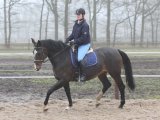 Oud paard, fit paard