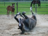 Paarden-persoonlijkheden die je vast kent