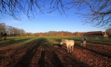 Paarden in de herfst