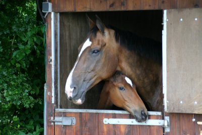 Pensionstal of paarden aan huis?