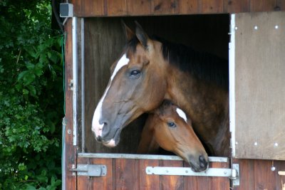 reinigen Afleiden mat Pensionstal of paarden aan huis?