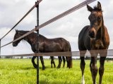 Van afrasteringspaal naar efficiënte afrasteringsoplossing