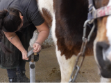 TIP: 17 april cursus Hoefverzorging Paard in Zwolle
